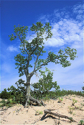 Cottonwood Tree on Dune