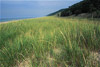 marram grass