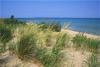 marram  grass