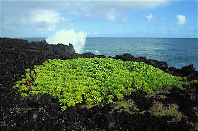 Puna Coast