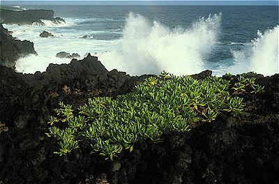 Puna Coast