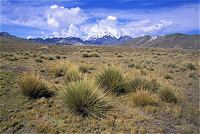 Altiplano with Andes Mountains