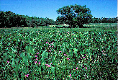 Belmont Prairie