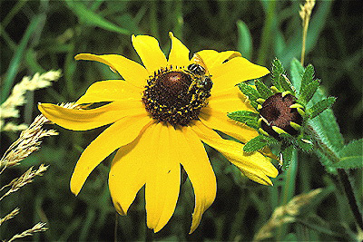 Black-Eyed Susan