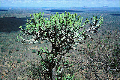 Candleabra Plant