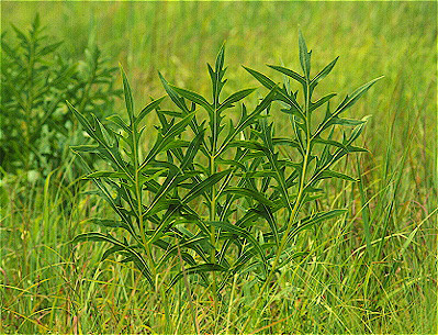 Compass Plant