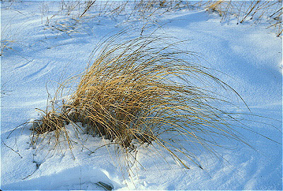 Prairie Grass in Snow