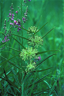 Green Milkweed