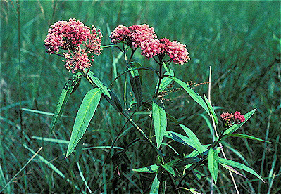 Marsh Milkweed