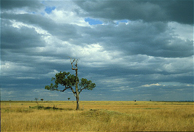 Grassland