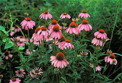 Purple Coneflower