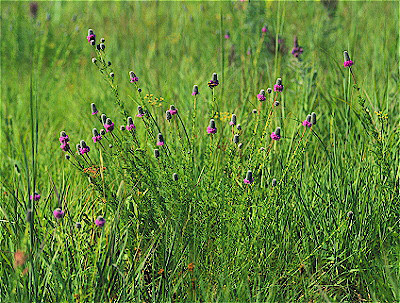 Purple Prairie Clover