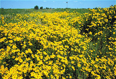 Tickseed Sunflower