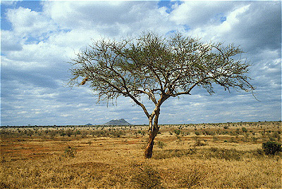 Tsavo National Park