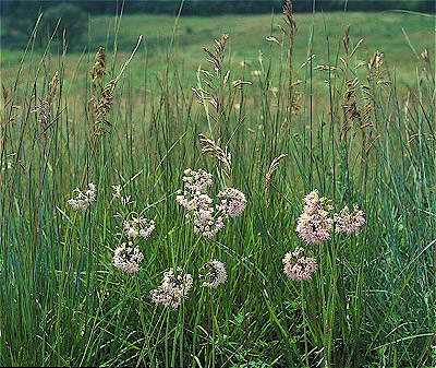 Nodding Wild Onion