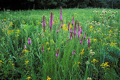 Wolf Road Prairie