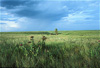 bison