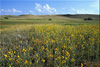 nebraska prairie