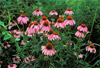 purple coneflower