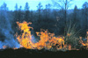 controlled burn