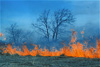 controlled burn