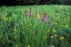 wolf road prairie