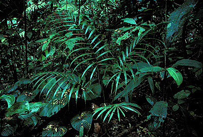 Rainforest Vegetation