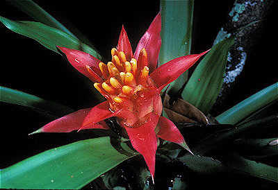 Bromeliad