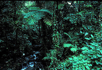 El Yunque Rainforest