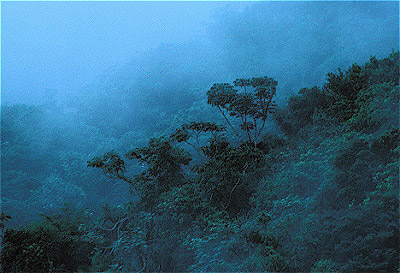 El Yunque Rainforest