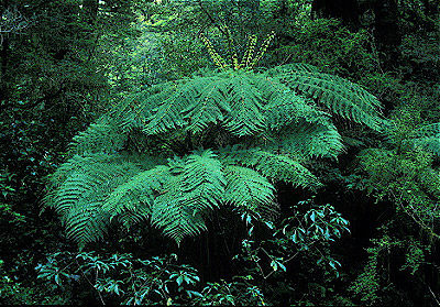 Tree Ferns