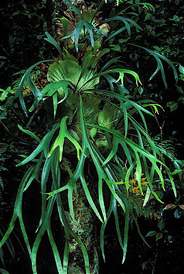 Staghorn Fern