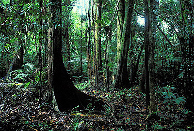 Tamshiyacu Rainforest
