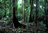 tamshiyacu rainforest