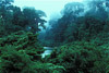 photos of rainforests