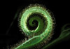 fiddlehead