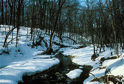 Black Partridge Creek