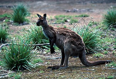 kangaroo