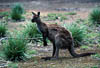 kangaroo