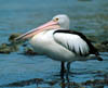 pelican