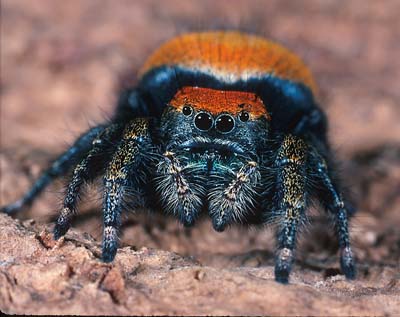 jumping_spider