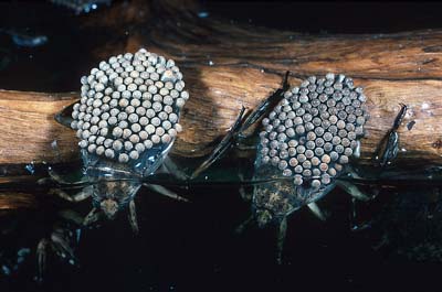 water_bugs
