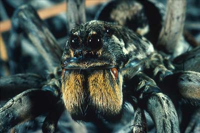 wolf_spider