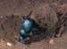 dung_beetle