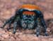 jumping_spider