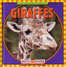 giraffes