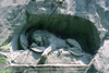 lion monument